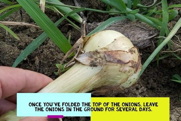 Kraken tor onion