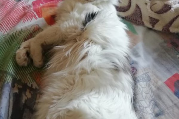 Ссылки сайтов даркнета